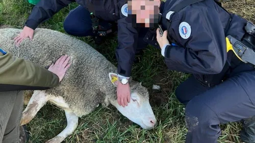 Les policiers sauvent trois moutons